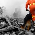 Searching through a destroyed building with the help of rescue dogs.